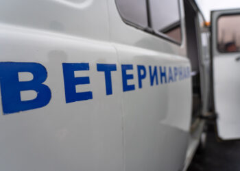 Почему ветеринария становится призванием: истории из жизни 
