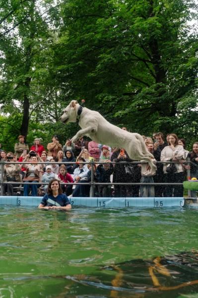 Путешествие в Петландию: на фестивале Petshop Days создадут целый город для питомцев