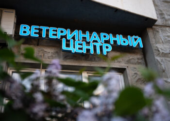 Сенатор предложила увеличить число государственных ветеринарных клиник в РФ